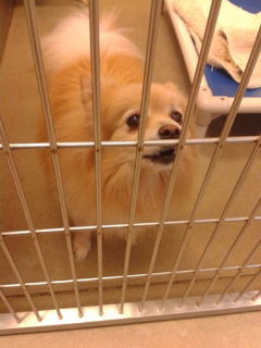 Rocky the Pom