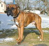 Spartacus