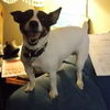 Sheba