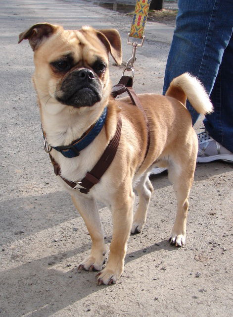 Meko