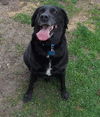 Buddy Paul