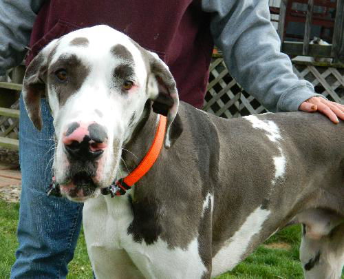 Rocky the Great Dane