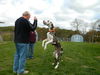 Rocky the Great Dane