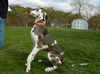 Rocky the Great Dane