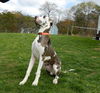 Rocky the Great Dane