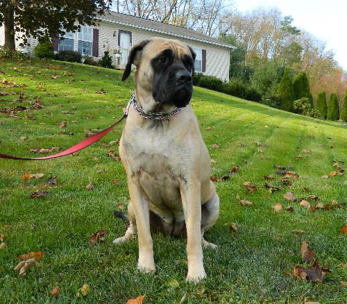 Emma the English Mastiff