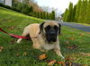 Emma the English Mastiff