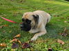 Emma the English Mastiff