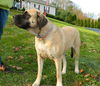 Emma the English Mastiff