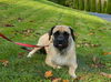 Emma the English Mastiff