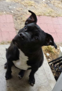 Sheba