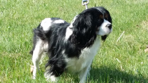 Max B