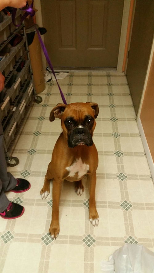 Bruno