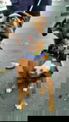 Bruno