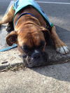 Bruno