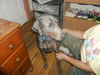 Rollo