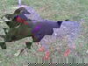 Ruthie