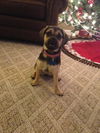 Tink