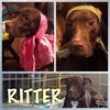 Ritter