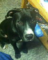 Brutus