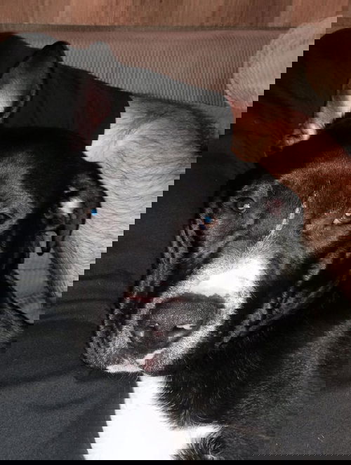 Brutus