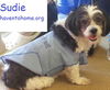 Sudie