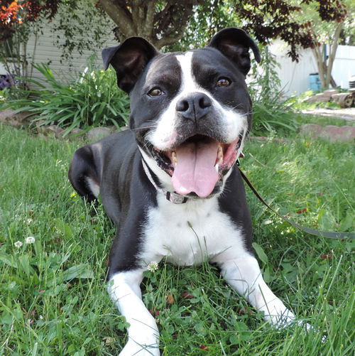 Roscoe JR