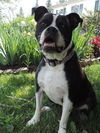 Roscoe JR