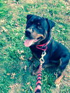 Diesel