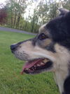Miah