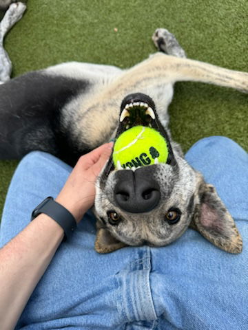 adoptable Dog in Upland, CA named JETHRO