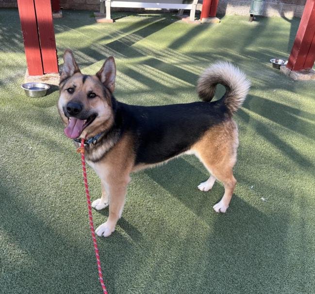 adoptable Dog in Upland, CA named COMMANDO