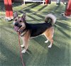 adoptable Dog in upland, ca, CA named COMMANDO