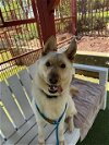 adoptable Dog in  named HECTOR