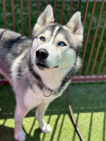 adoptable Dog in Upland, CA named TAKI
