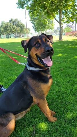 adoptable Dog in Upland, CA named BARNEY