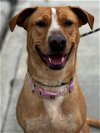 adoptable Dog in upland, ca, CA named AMBER