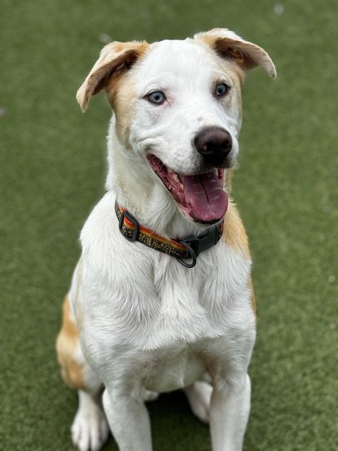 adoptable Dog in Upland, CA named BUDDY