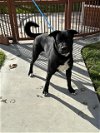 adoptable Dog in upland, ca, CA named BUZZ