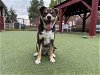 adoptable Dog in upland, ca, CA named ARLO