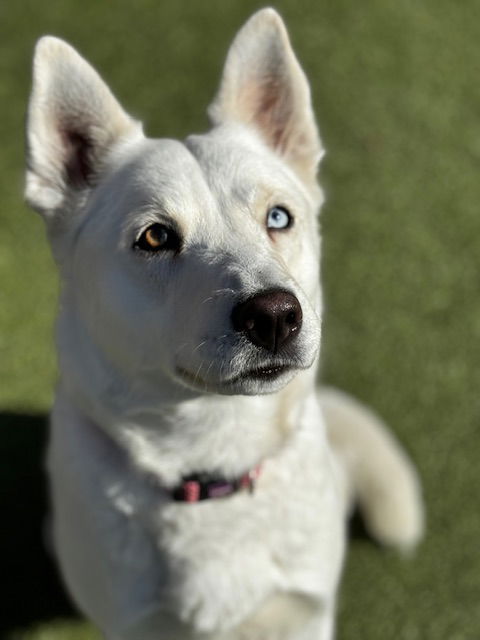 adoptable Dog in Upland, CA named SUGAR COOKIE