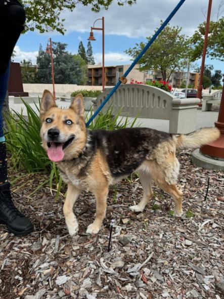 adoptable Dog in Upland, CA named JILLIAN