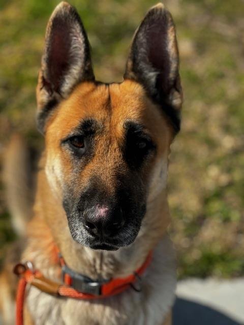 adoptable Dog in Upland, CA named BULA