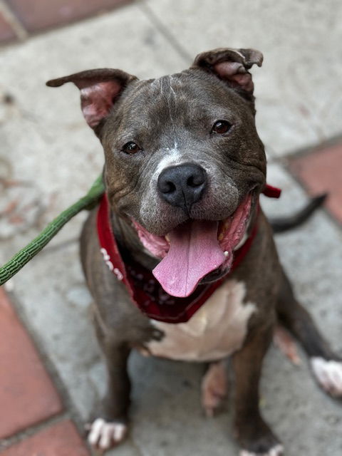 adoptable Dog in Upland, CA named JOSH