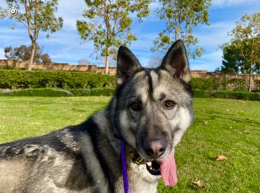 adoptable Dog in Upland, CA named BOONE