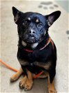 adoptable Dog in upland, ca, CA named DEVITO