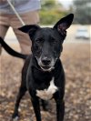 adoptable Dog in upland, ca, CA named DAMSEL