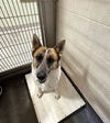 adoptable Dog in upland, CA named PANCAKE