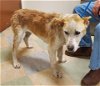 adoptable Dog in la, CA named ASPEN