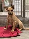 adoptable Dog in  named A069590